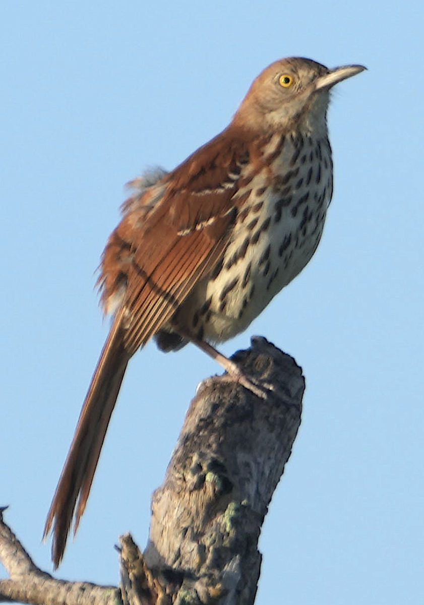 Brown Thrasher - ML639222552