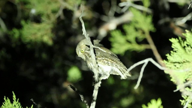 Elf Owl - ML639222616