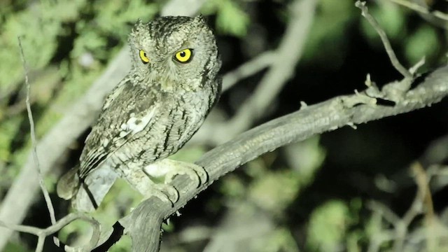 Whiskered Screech-Owl - ML639222621