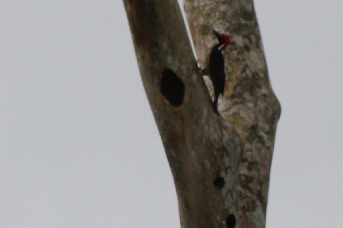 Guayaquil Woodpecker - ML639222677