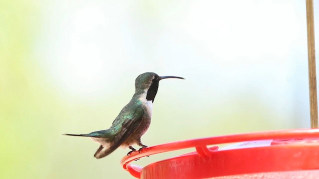 Lucifer Hummingbird - ML639222746