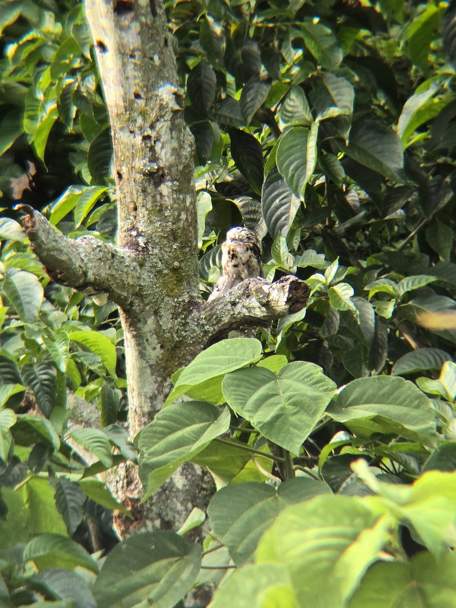 Common Potoo - ML639222789