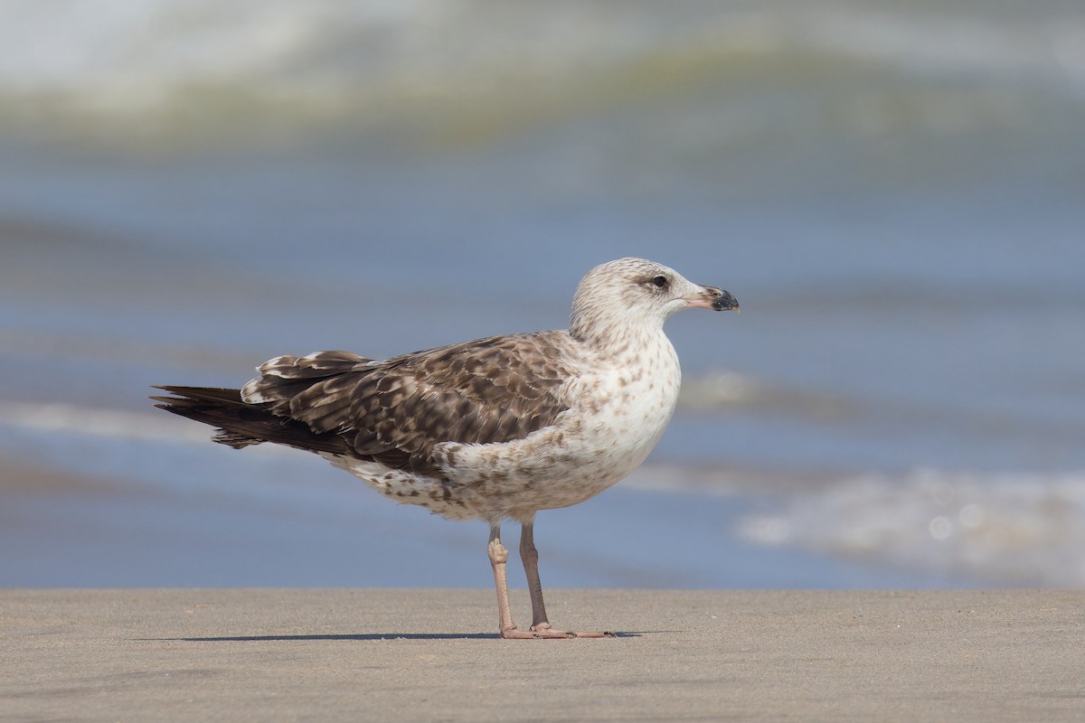 Lesser Black-backed Gull - ML639222807