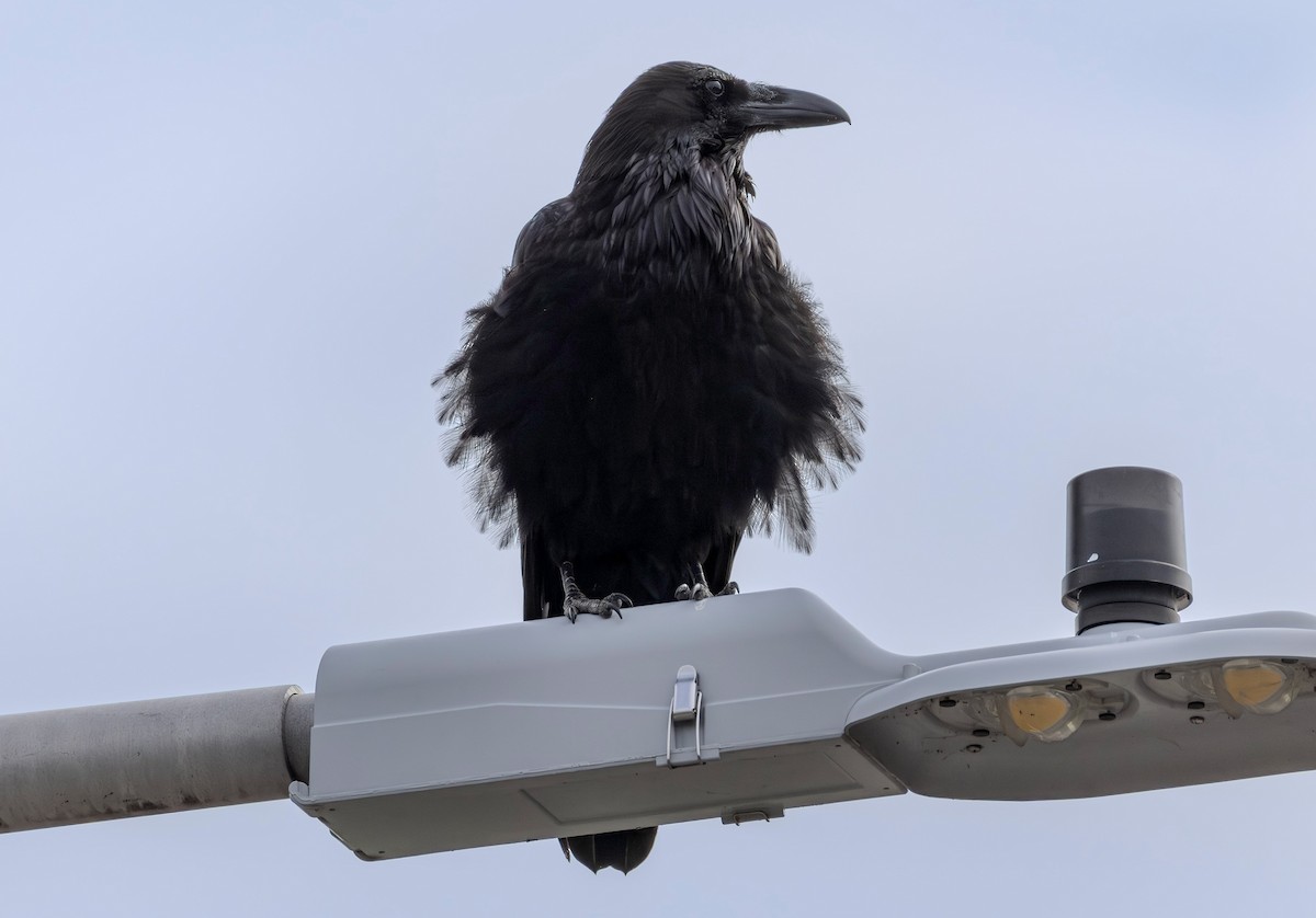 Common Raven - ML639222818