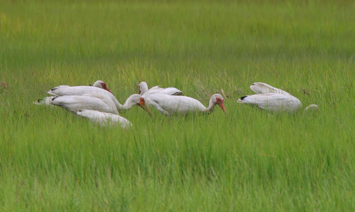 Ibis Blanco - ML639222894
