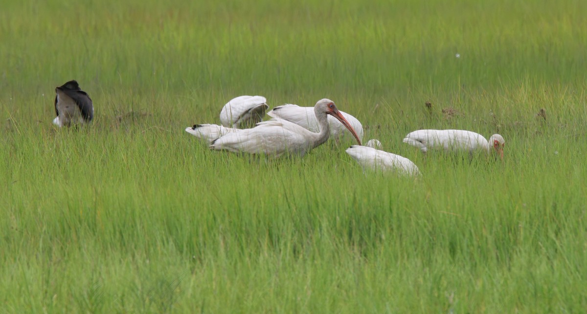 Ibis Blanco - ML639222895