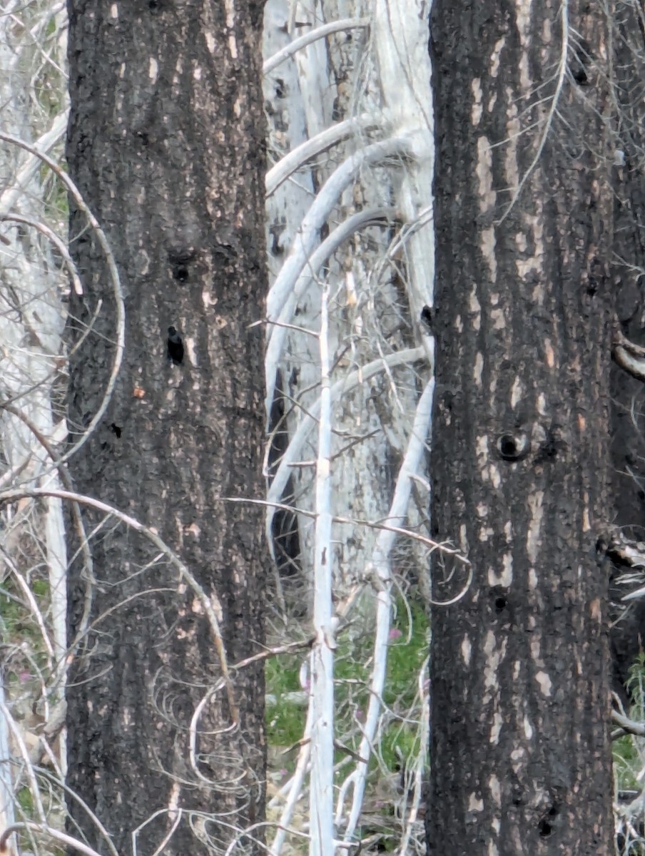 Black-backed Woodpecker - ML639222899