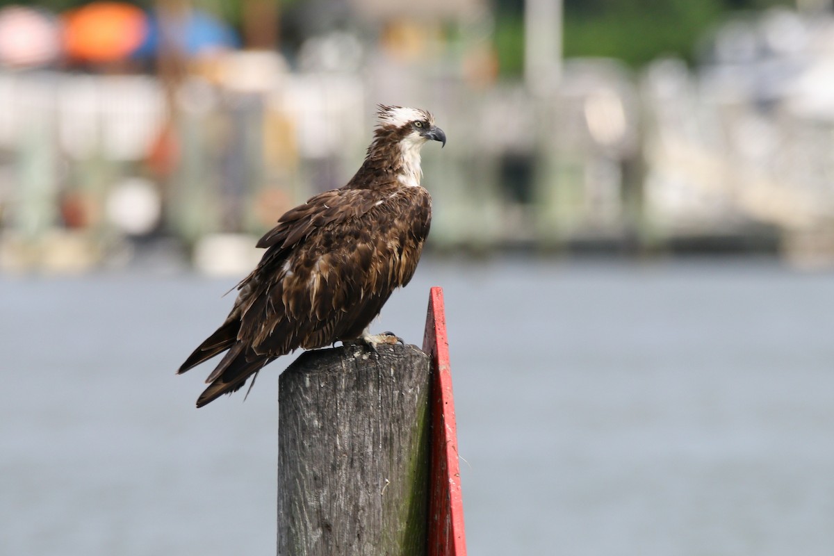 Águila Pescadora - ML639222902