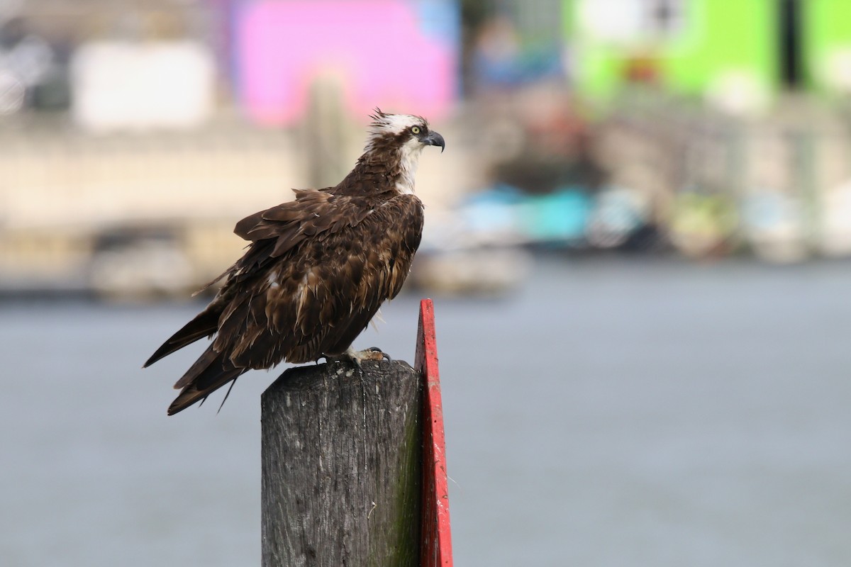 Águila Pescadora - ML639222903