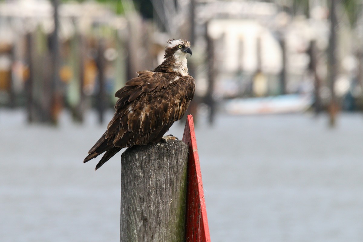 Águila Pescadora - ML639222904