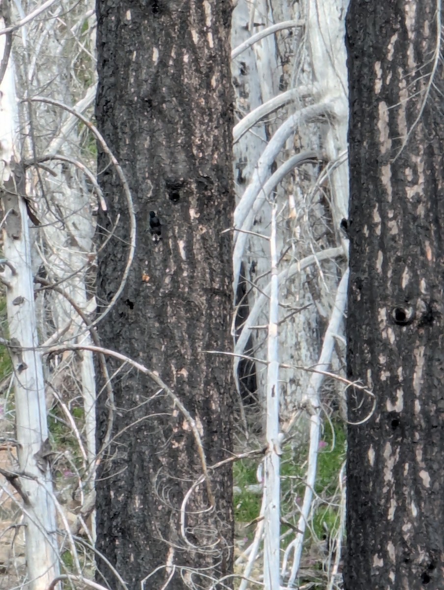 Black-backed Woodpecker - ML639222919