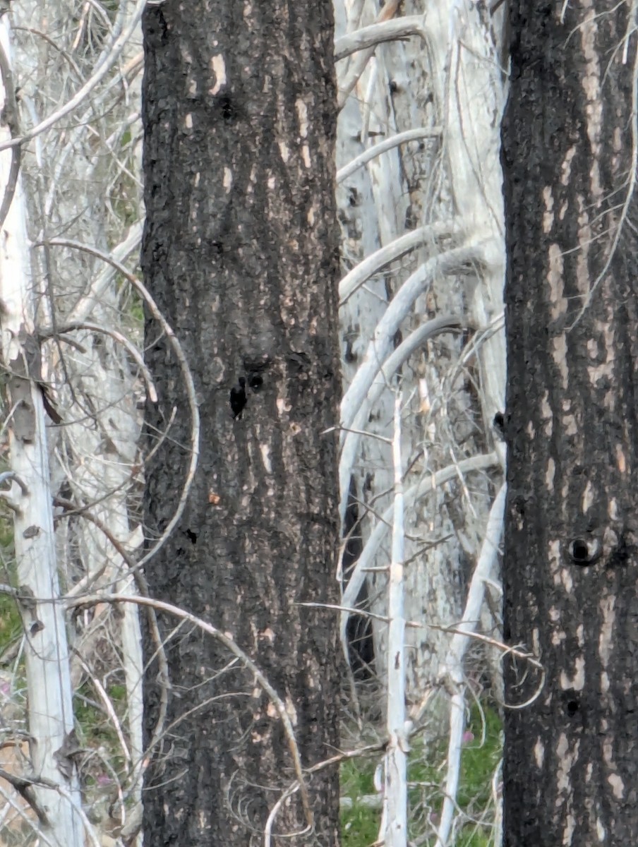 Black-backed Woodpecker - ML639222930