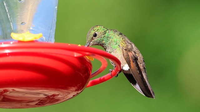 Berylline Hummingbird - ML639223065