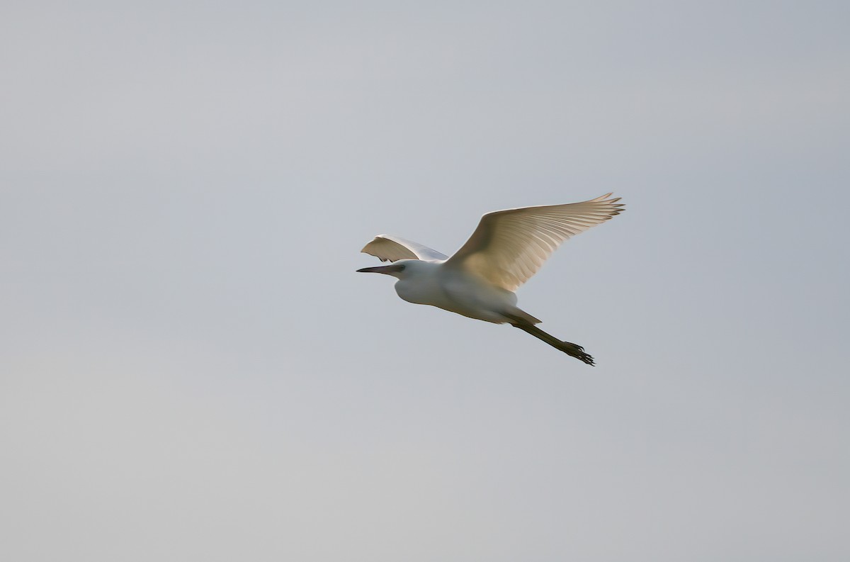 Little Blue Heron - ML639223114