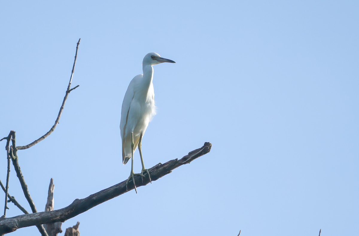 Little Blue Heron - ML639223120