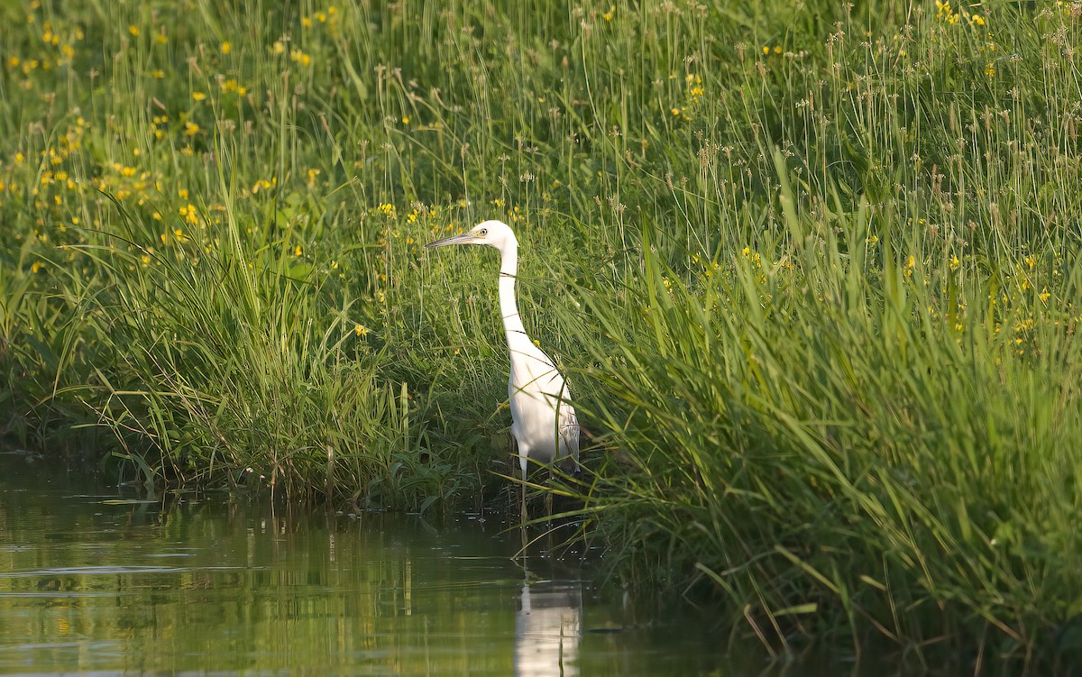 Little Blue Heron - ML639223138