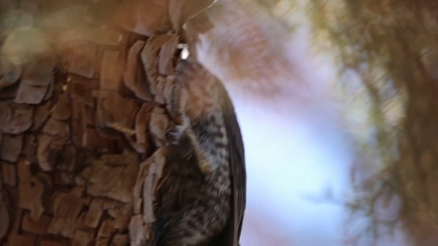 Arizona Woodpecker - ML639223187