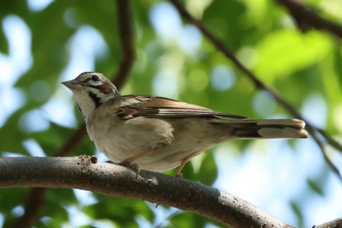 Lark Sparrow - ML639223213