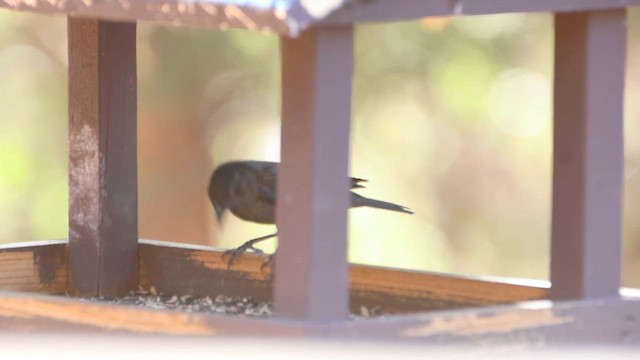 Bronzed Cowbird - ML639223281