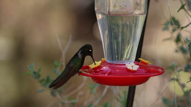 Rivoli's Hummingbird - ML639223282