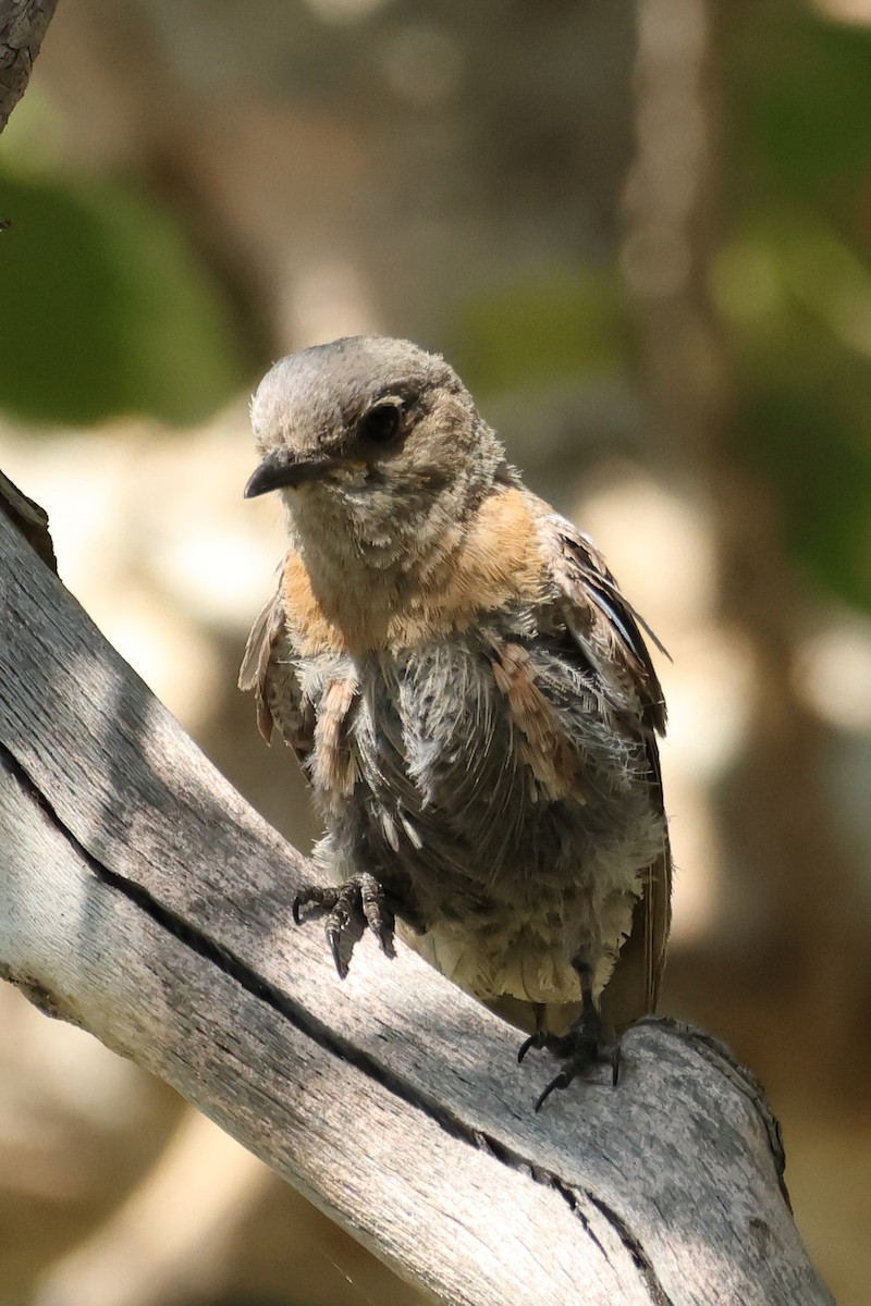 Western Bluebird - ML639223309