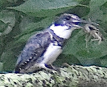 Belted Kingfisher - ML639223316