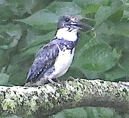 Belted Kingfisher - ML639223318