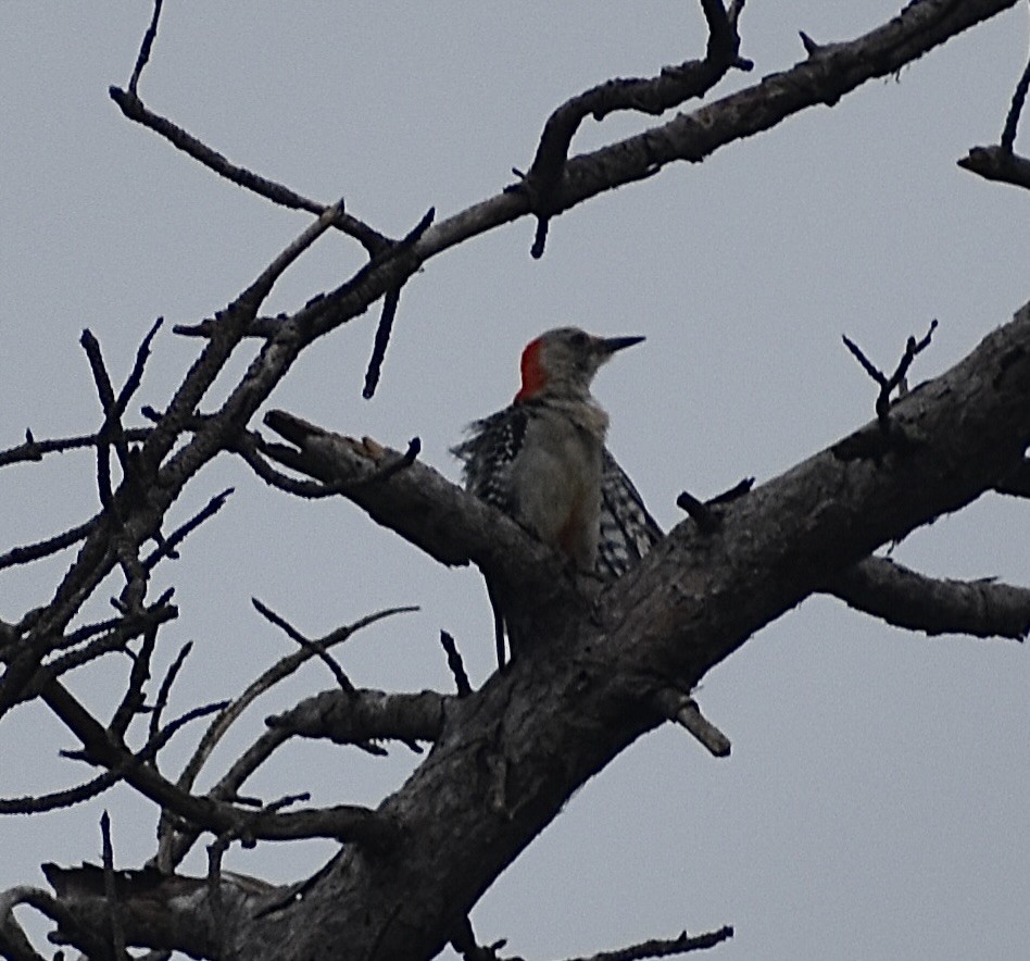 Red-bellied Woodpecker - ML639223322