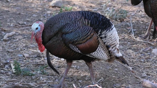 Wild Turkey - ML639223324