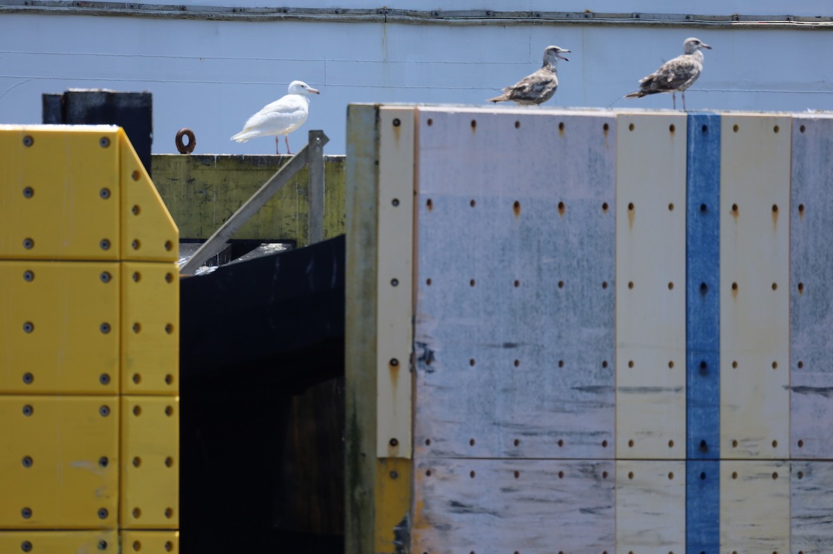 Glaucous Gull - ML639223365