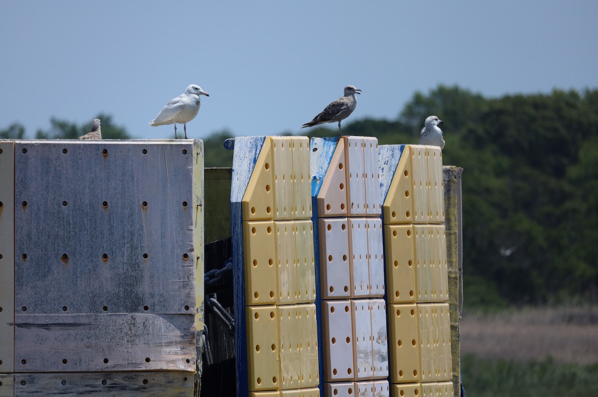 Glaucous Gull - ML639223366