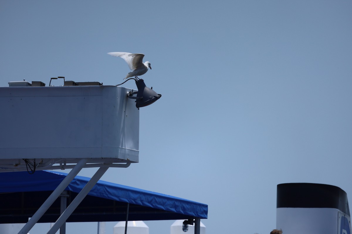 Glaucous Gull - ML639223367