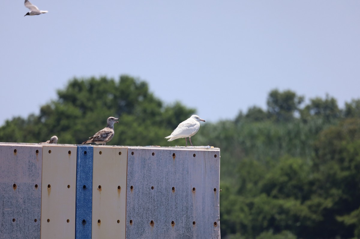 Glaucous Gull - ML639223368