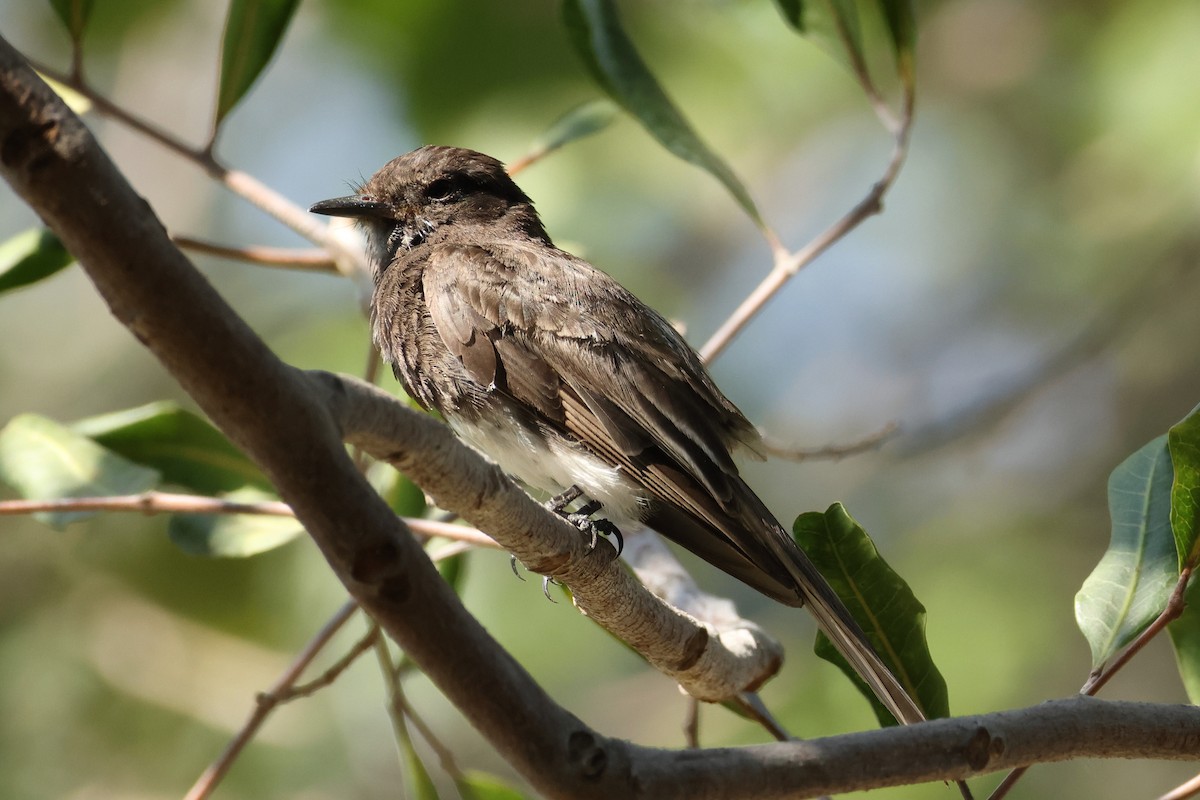 Black Phoebe - ML639223374