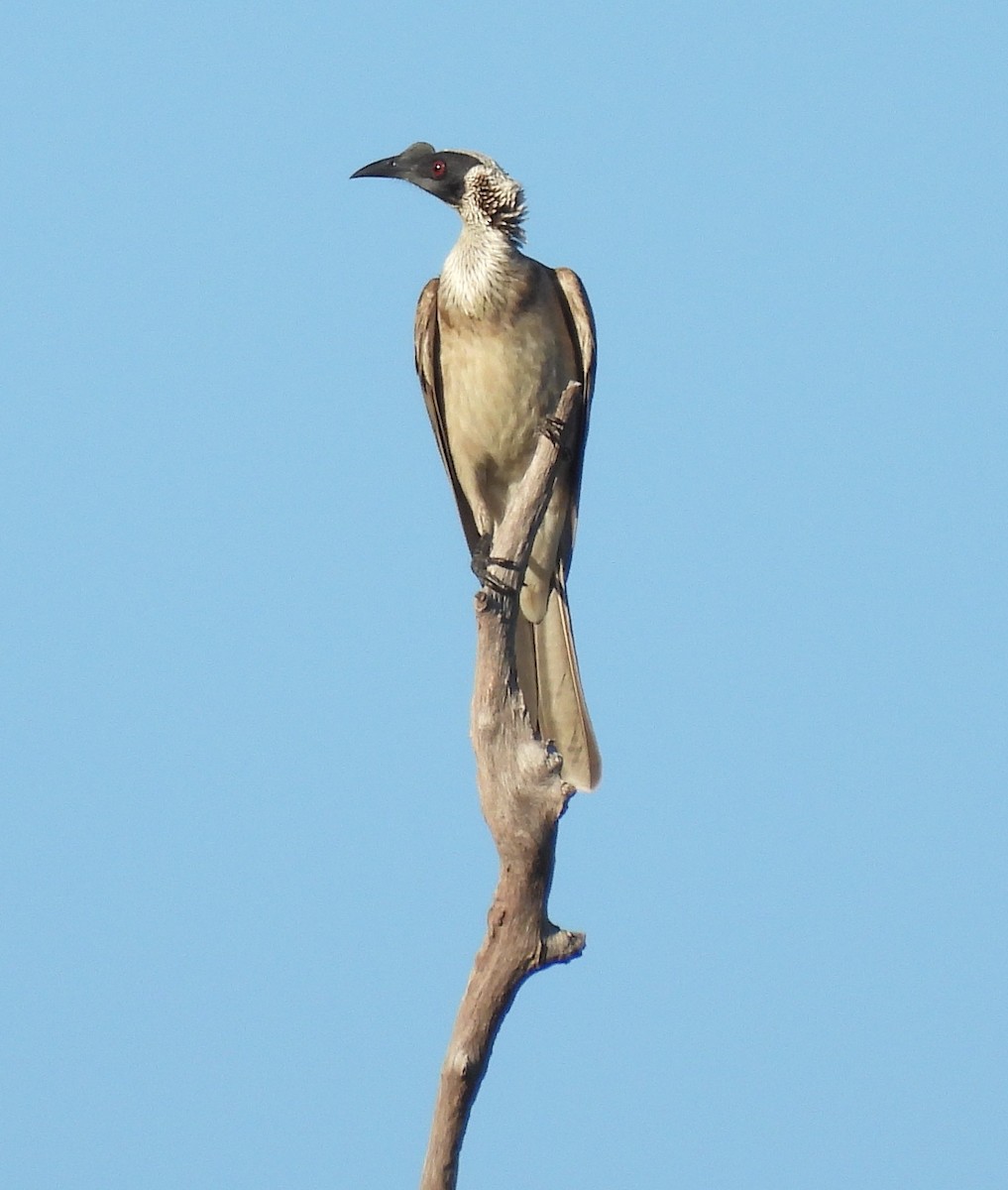 Silver-crowned Friarbird - ML639223387