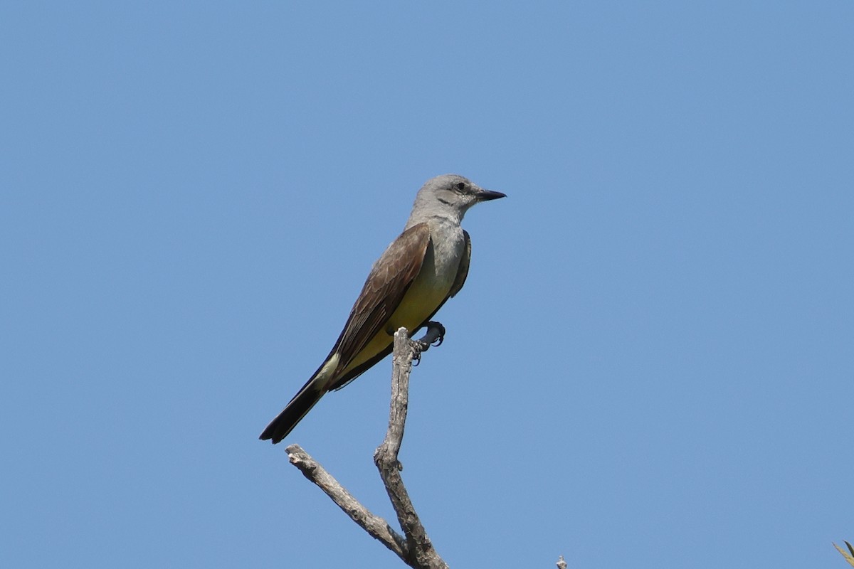 Western Kingbird - ML639223486