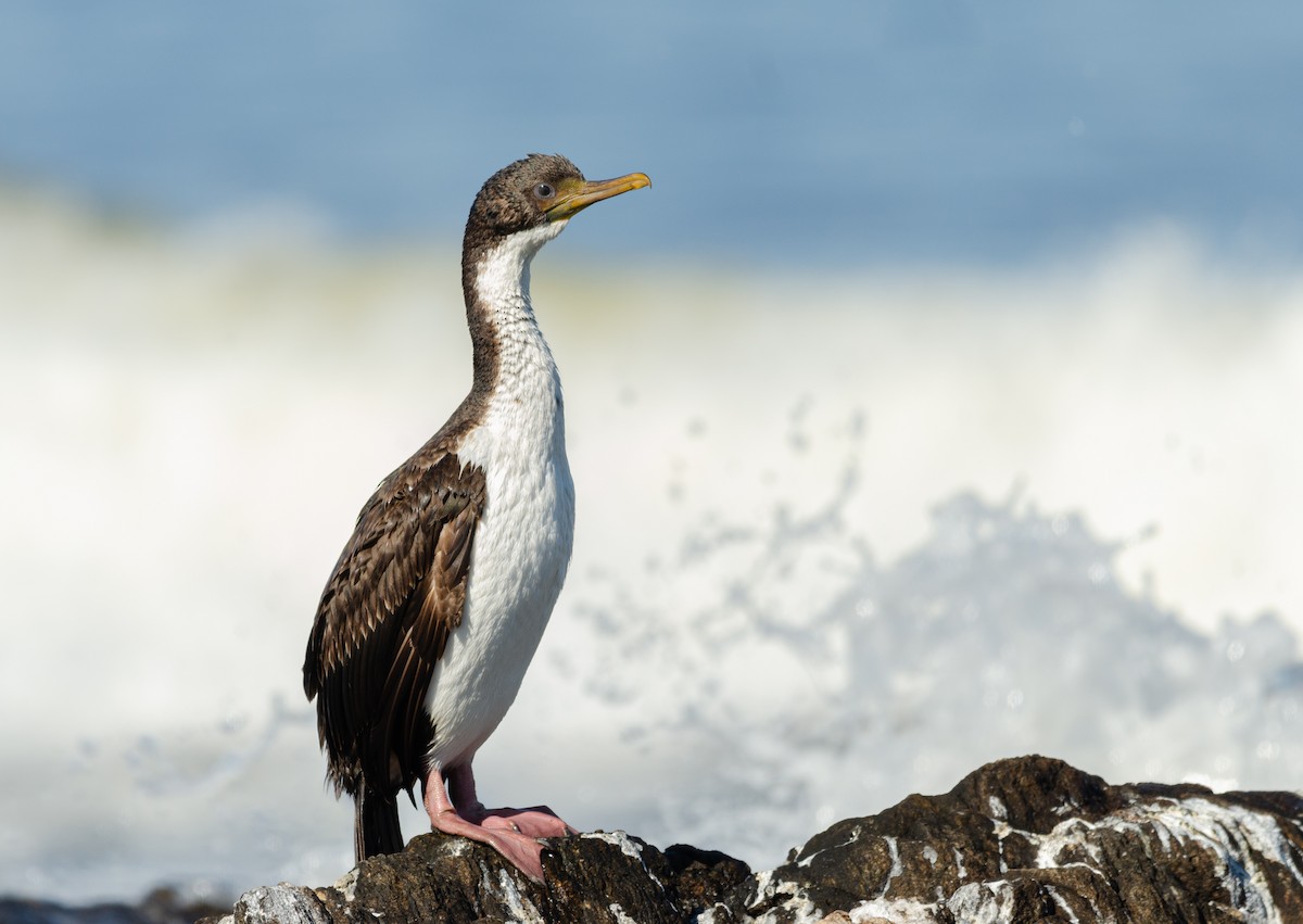 Imperial Cormorant (Imperial) - ML639223504