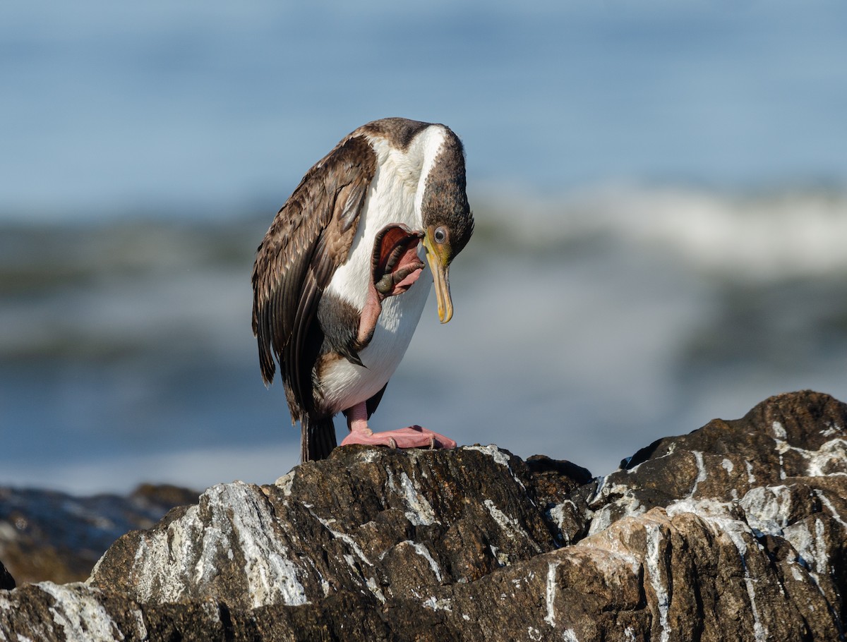 Imperial Cormorant (Imperial) - ML639223505