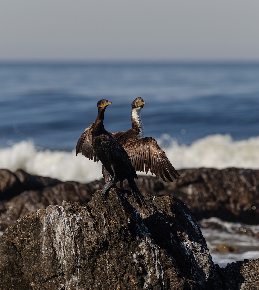 Imperial Cormorant (Imperial) - ML639223506