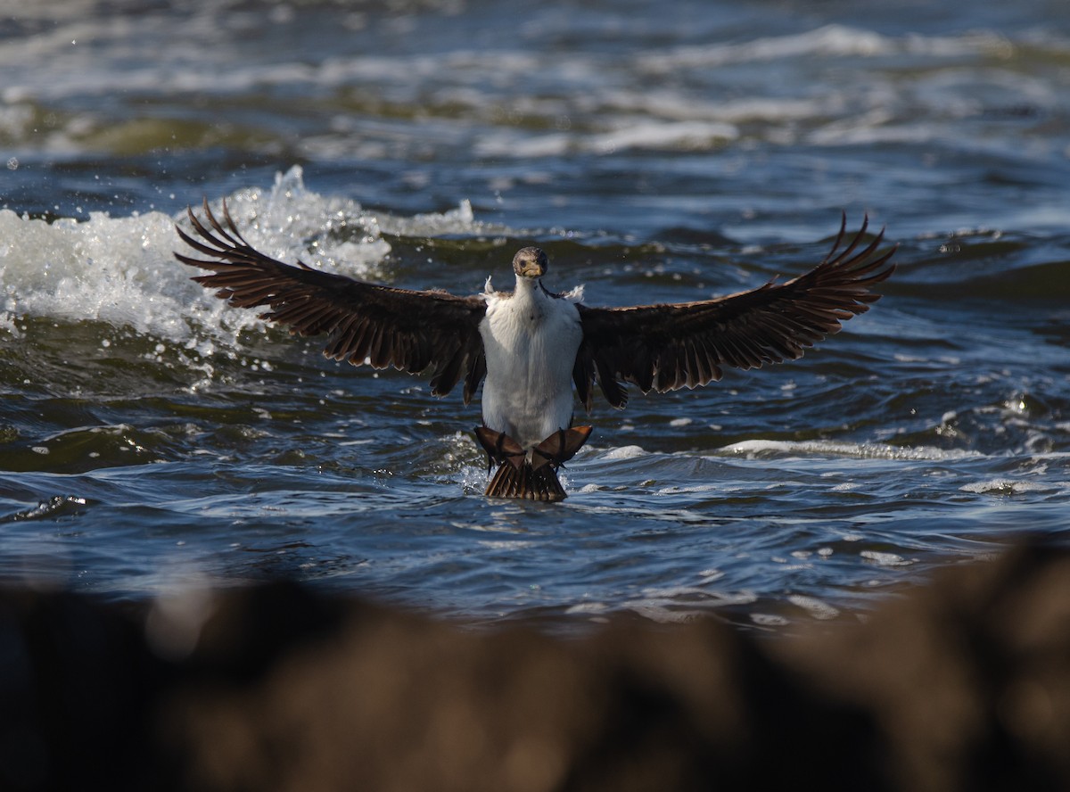 Imperial Cormorant (Imperial) - ML639223507