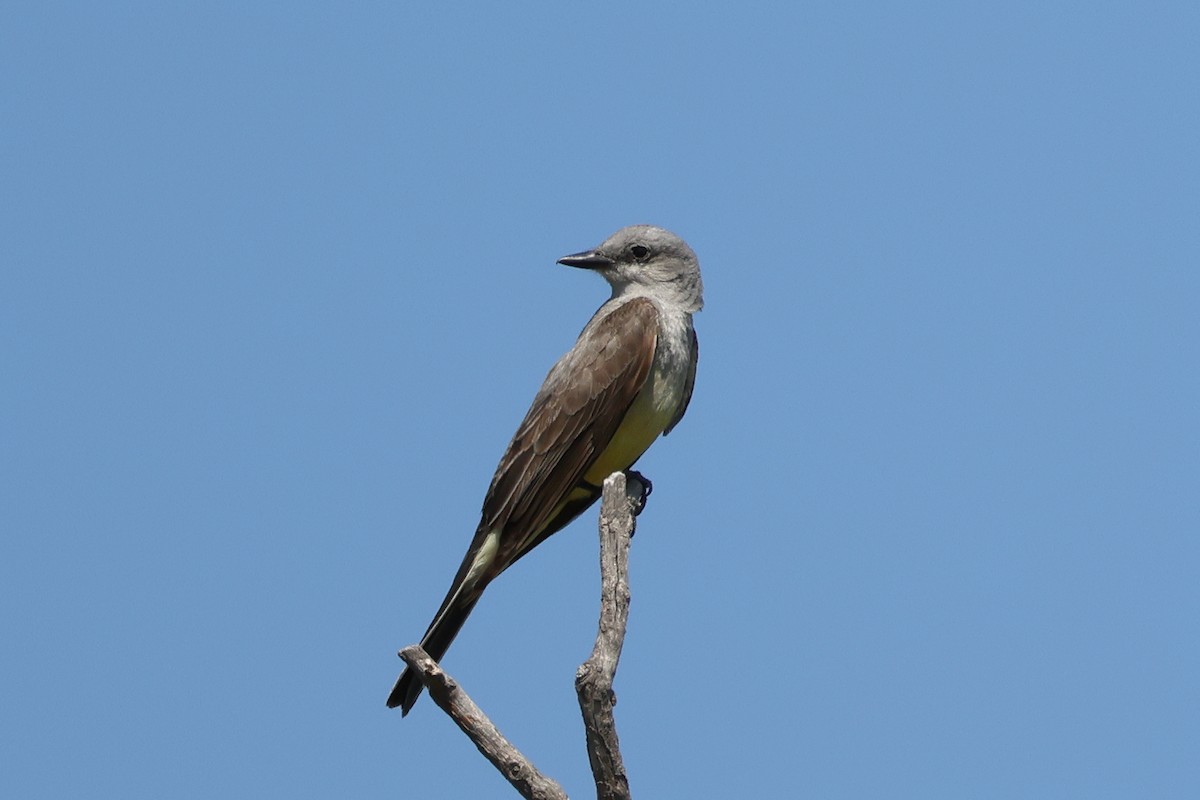 Western Kingbird - ML639223519