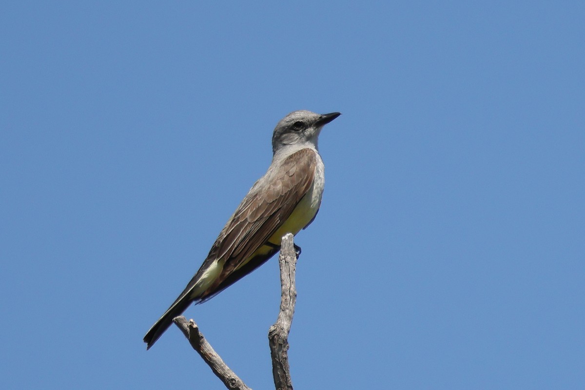 Western Kingbird - ML639223565