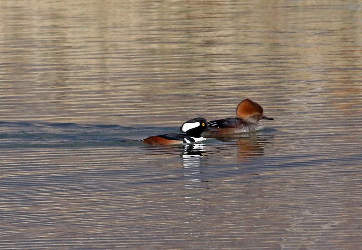 Hooded Merganser - ML63922371