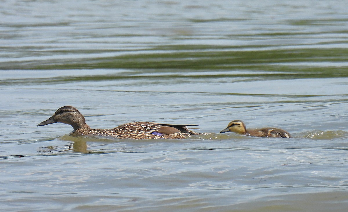 Mallard - ML639223801
