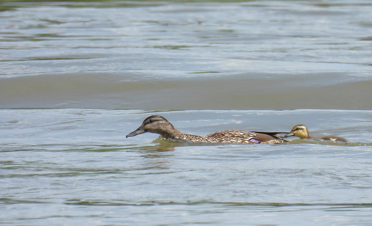 Mallard - ML639223802