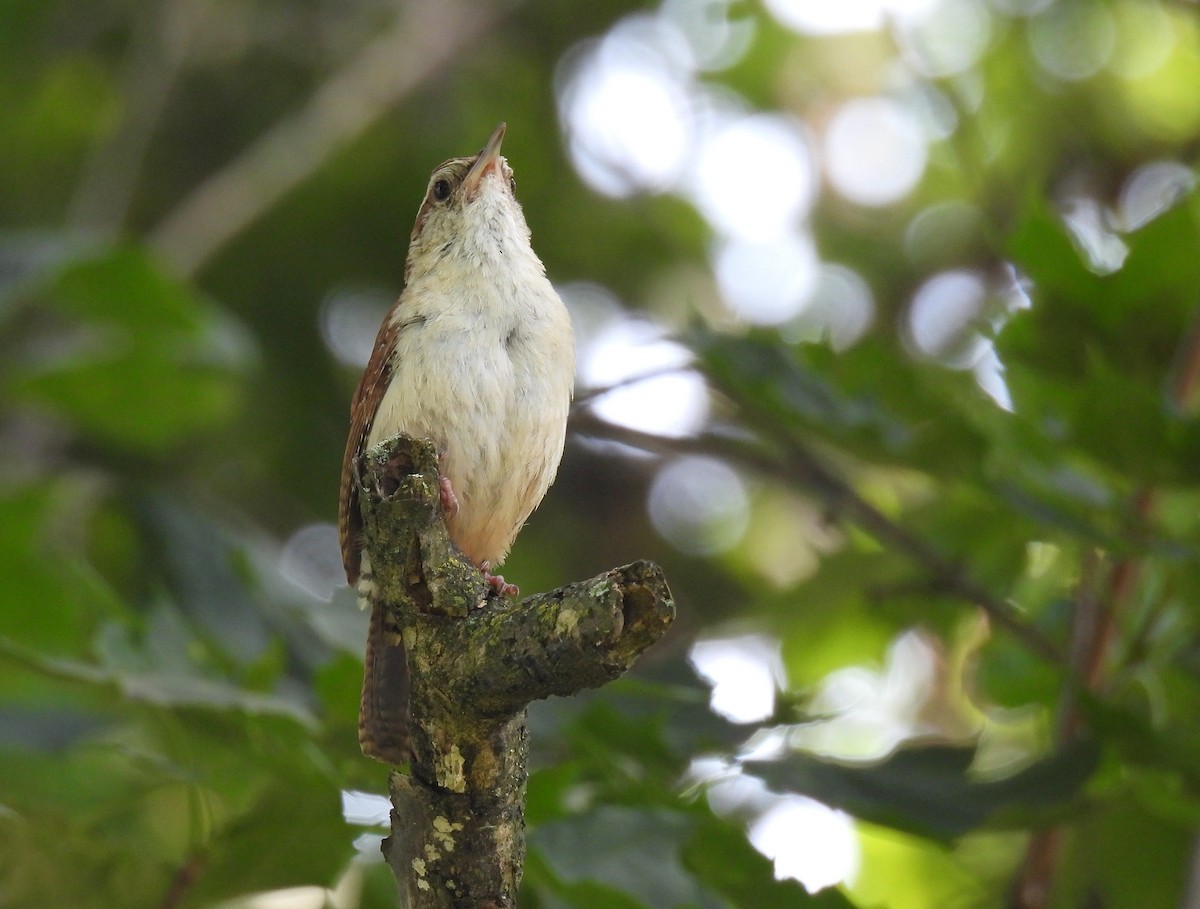 Carolina Wren - ML639223817