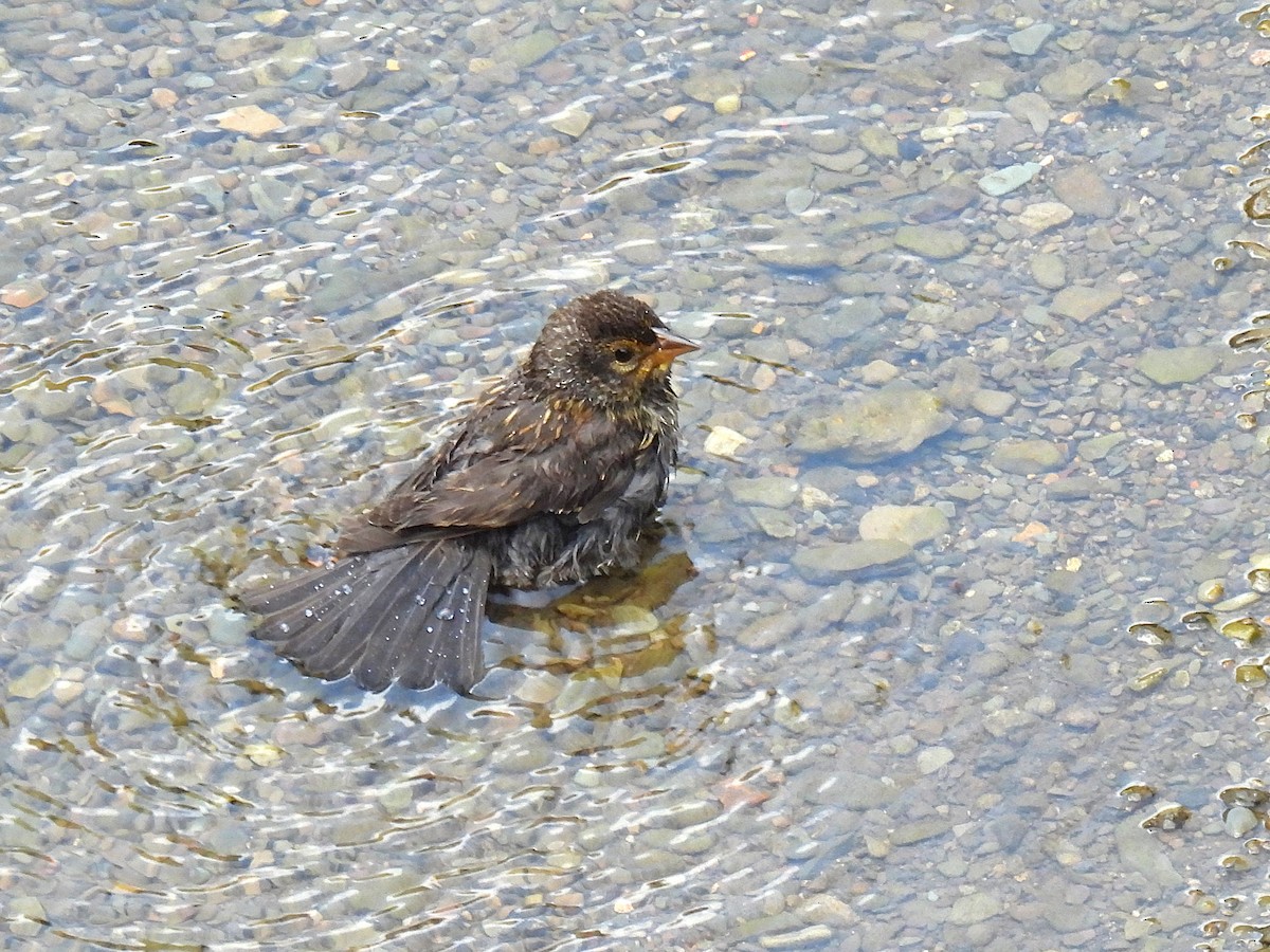 Red-winged Blackbird - ML639223830