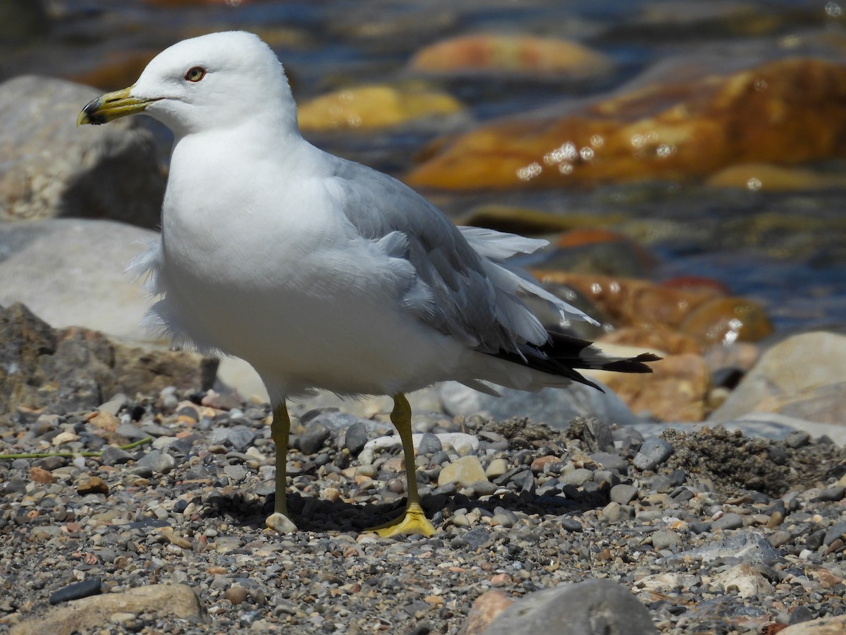 Ring-billed Gull - ML639223947
