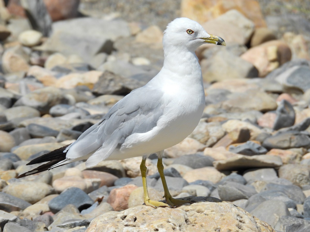 Ring-billed Gull - ML639223949