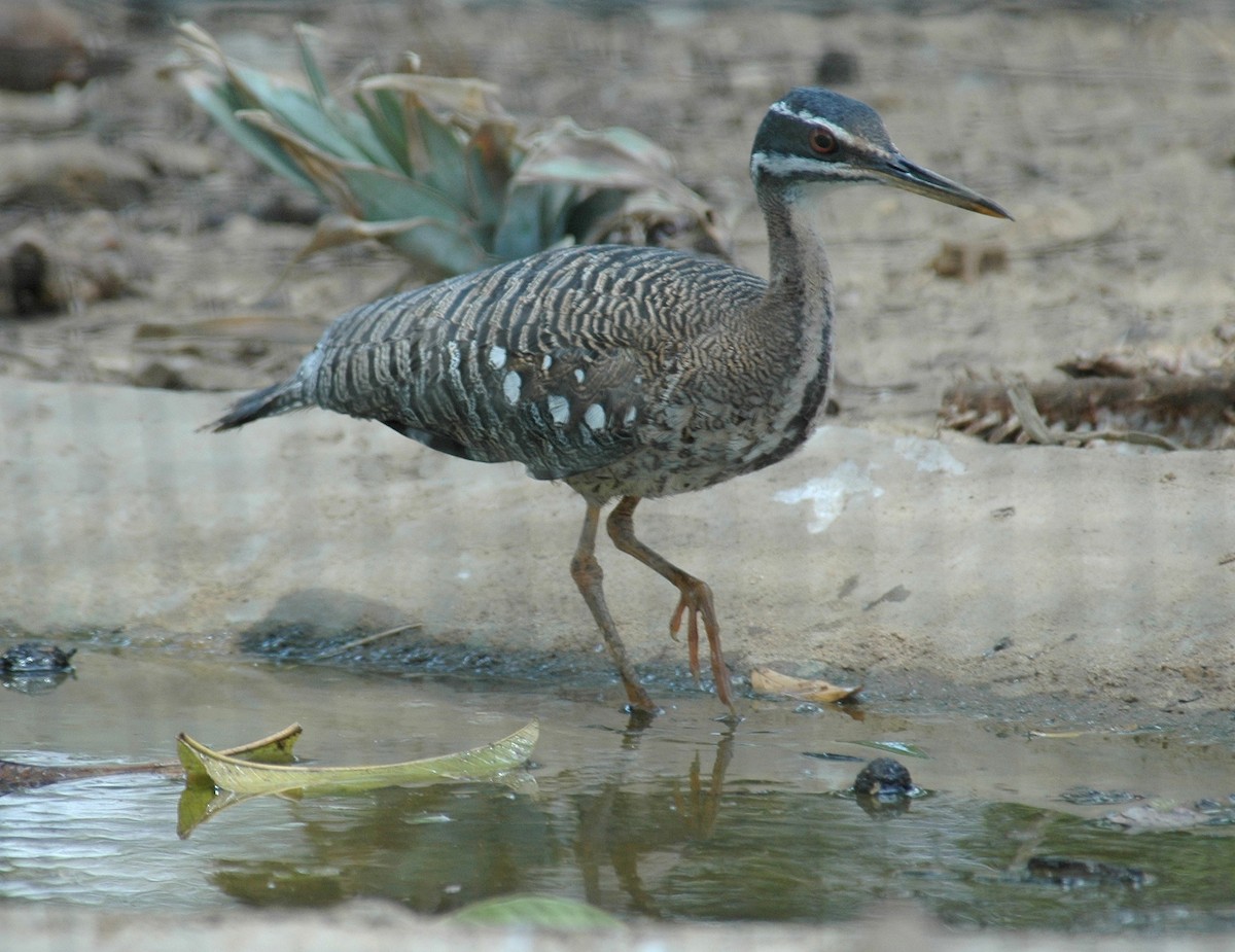 Sunbittern - ML639224035